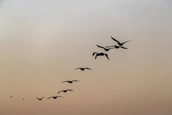 Άγρια Πουλιά Απολαμβάνουν Πρωινό Φως Μια Λίμνη — Φωτογραφία Αρχείου