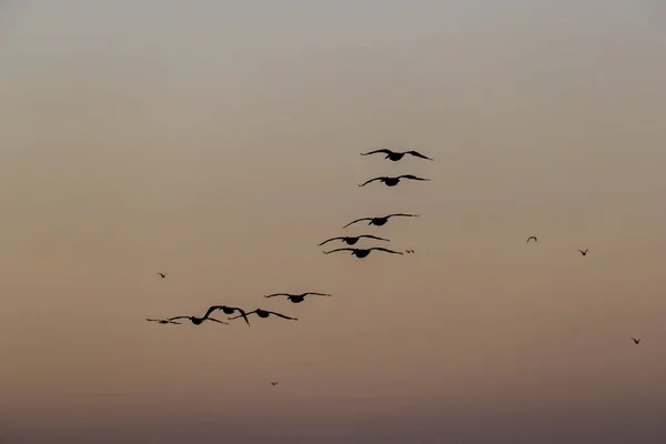Gli Uccelli Selvatici Godono Luce Del Mattino Lago — Foto Stock