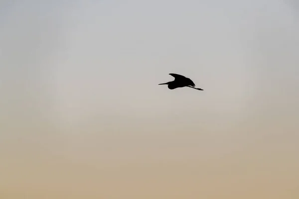 Wild Birds Enjoy Morning Light Lake — Stock Photo, Image