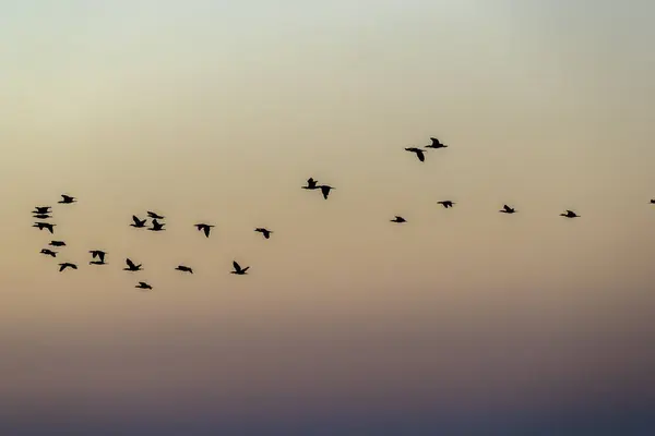 Los Pájaros Salvajes Disfrutan Luz Mañana Lago — Foto de Stock