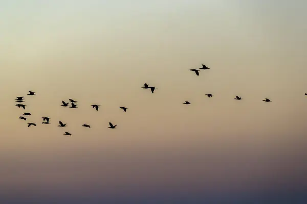 Gli Uccelli Selvatici Godono Luce Del Mattino Lago — Foto Stock