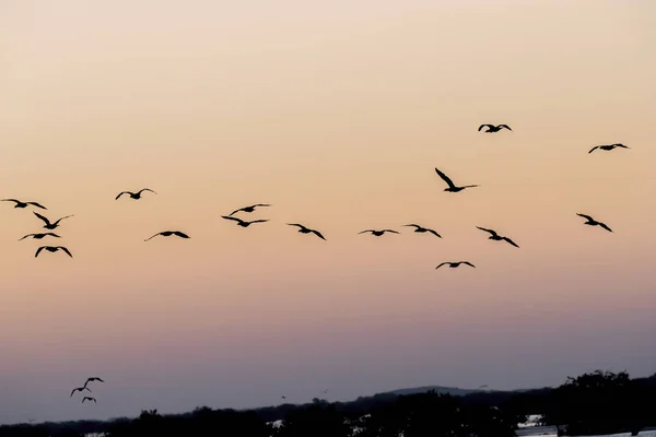 Wild birds enjoy the morning light on a lake