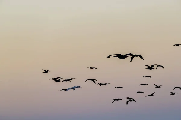 野生の鳥は湖で朝の光を楽しむ — ストック写真