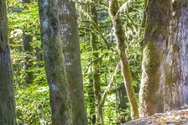 Oregon kıyı şeridi Genel açık sayısı