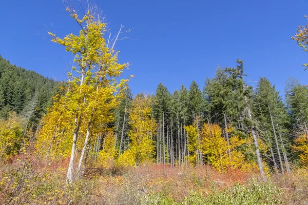 Obecná Venkovní Výhled Pobřeží Oregon — Stock fotografie