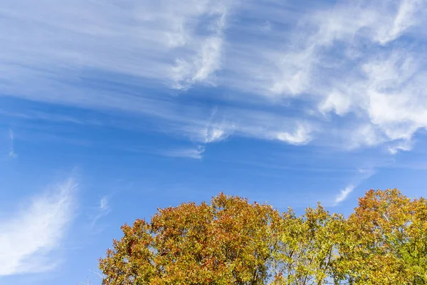 Осенние Листья Фоне Облачного Голубого Неба — стоковое фото