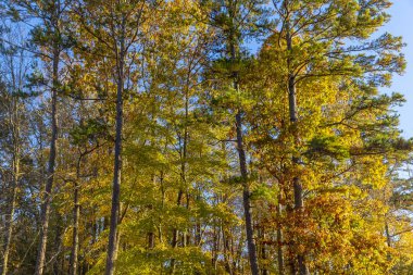 Bir bulutlu mavi gökyüzü karşı sonbahar yaprakları 