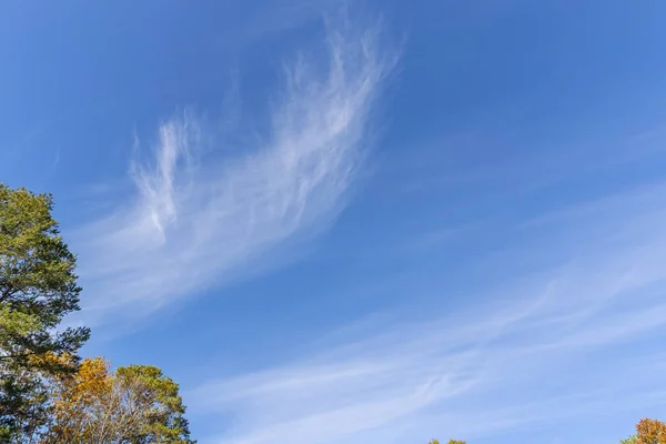 Caída Hojas Contra Cielo Azul Nublado — Foto de Stock