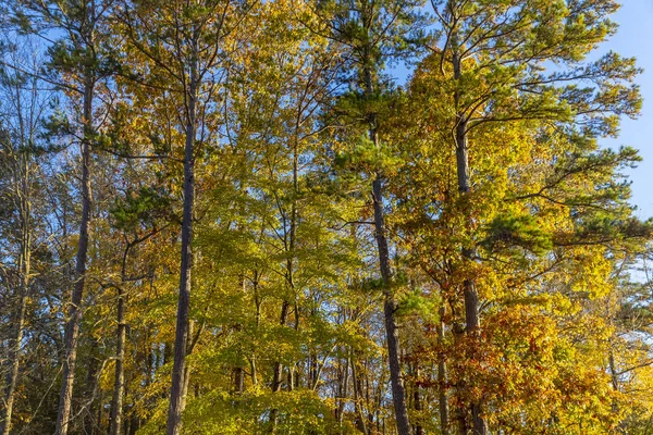 Bir bulutlu mavi gökyüzü karşı sonbahar yaprakları 