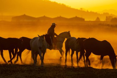 Bir Meksikalı Charro kaçarken bir alanda Meksikalı bir çiftlikte güneş doğarken at sürüsü kadar yuvarlar