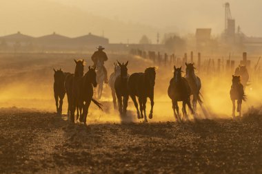 Kaçarken bir alanda Meksikalı bir çiftlikte güneş doğarken at sürüsü