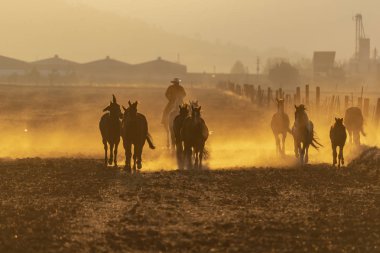 Kaçarken bir alanda Meksikalı bir çiftlikte güneş doğarken at sürüsü