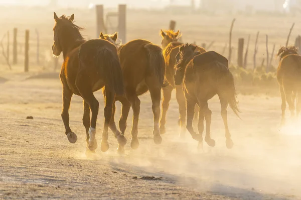 Uma Manada Cavalos Correndo Por Campo Rancho Mexicano Nascer Sol — Fotografia de Stock