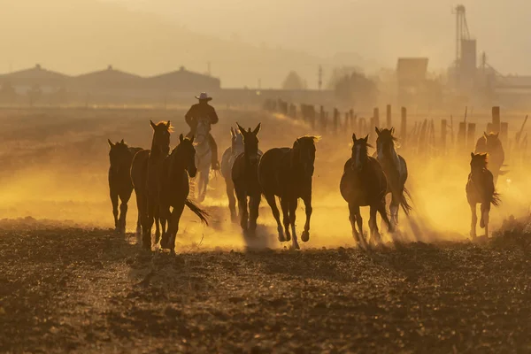 Uma Manada Cavalos Correndo Por Campo Rancho Mexicano Nascer Sol — Fotografia de Stock