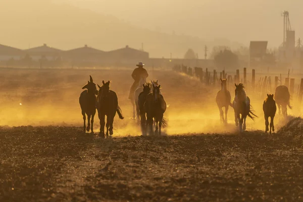Uma Manada Cavalos Correndo Por Campo Rancho Mexicano Nascer Sol — Fotografia de Stock