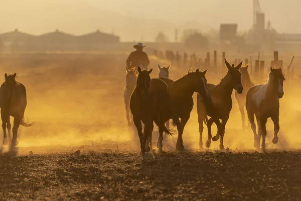 Una Mandria Cavalli Che Corre Attraverso Campo Ranch Messicano All — Foto Stock