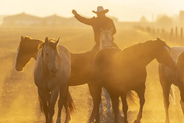 Uma Manada Cavalos Correndo Por Campo Rancho Mexicano Nascer Sol — Fotografia de Stock