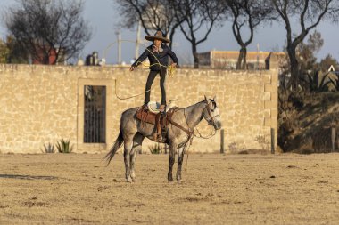 Genç bir Meksikalı Charro kaçarken bir alanda Meksikalı bir çiftlikte güneş doğarken at sürüsü kadar yuvarlar