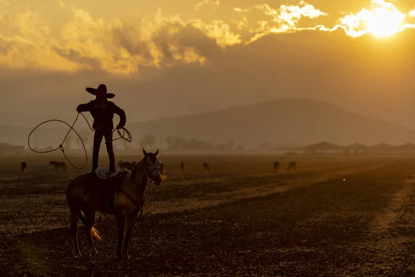 Jovem Charro Mexicano Reúne Uma Manada Cavalos Correndo Por Campo — Fotografia de Stock