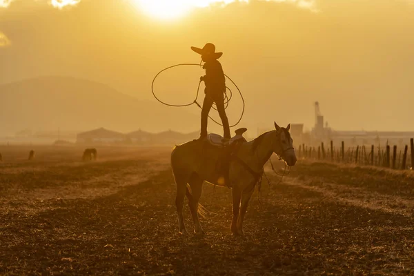 Jovem Charro Mexicano Reúne Uma Manada Cavalos Correndo Por Campo — Fotografia de Stock