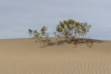 Issız bir Amerikan Çölünün Manzarası