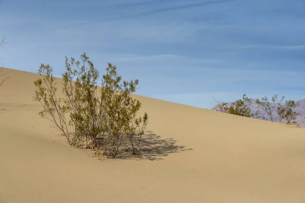 Malerischer Blick auf eine trostlose trockene amerikanische Wüste — Stockfoto