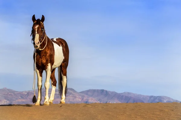 Um cavalo pintado percorre o deserto americano sozinho — Fotografia de Stock