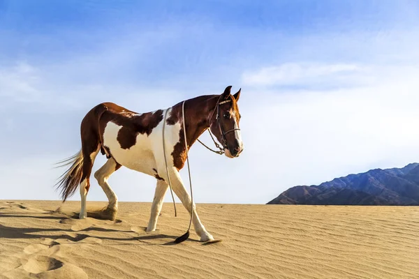 Un caballo pintado deambula solo por el desierto americano — Foto de Stock