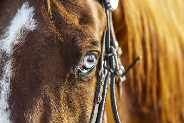 Een geschilderd paard zwerft door de Amerikaanse woestijn alleen — Stockfoto