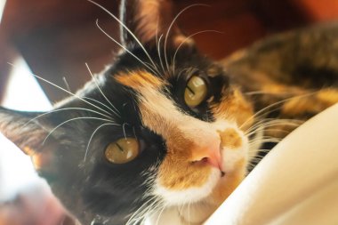 Güzel bir aile evi kedisi ev ortamında bir portre için durur.