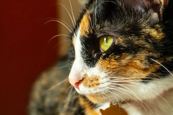 Μια Όμορφη Οικογενειακή Γάτα Σπίτι Σταματά Για Ένα Πορτρέτο Ένα — Φωτογραφία Αρχείου