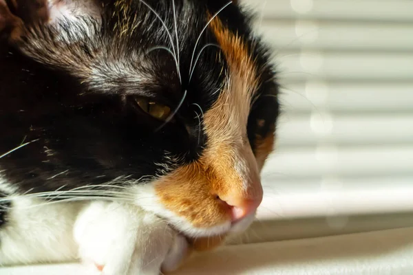 Une Belle Maison Famille Chat Arrête Pour Portrait Dans Environnement — Photo