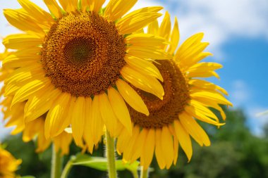 Güneşli bir yaz gününde güzel bir ayçiçeği tarlası açar.