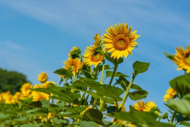 Güneşli bir yaz gününde güzel bir ayçiçeği tarlası açar.