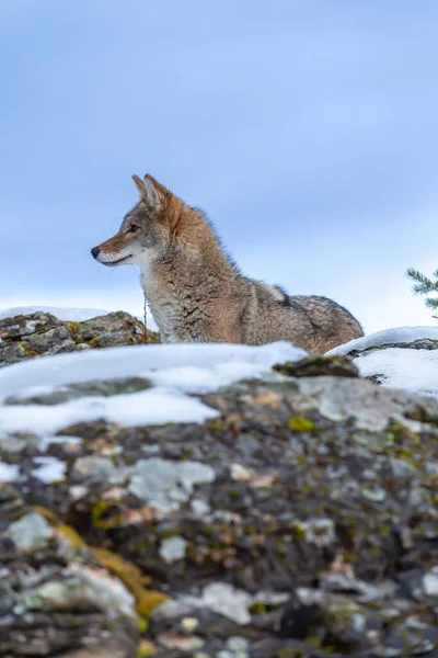 Coyote Cerca Pasto Nelle Montagne Innevate Del Montana — Foto Stock