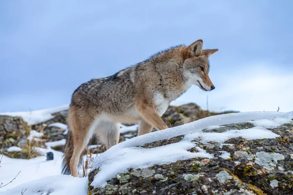 Coyote Cerca Pasto Nelle Montagne Innevate Del Montana — Foto Stock