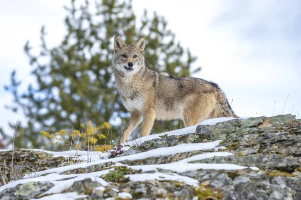 Coiote Procura Uma Refeição Nas Montanhas Nevadas Montana — Fotografia de Stock