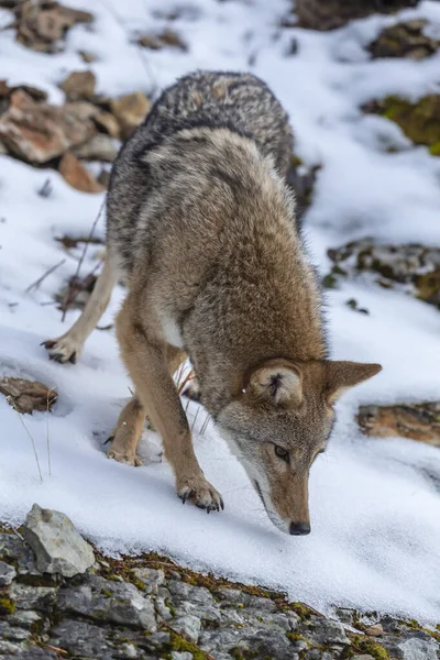 Coiote Procura Uma Refeição Nas Montanhas Nevadas Montana — Fotografia de Stock