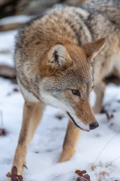 Coyote Busca Una Comida Las Montañas Nevadas Montana —  Fotos de Stock