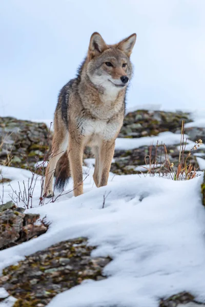 Coyote Busca Una Comida Las Montañas Nevadas Montana —  Fotos de Stock