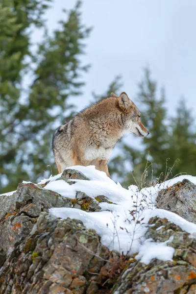 Een Coyote Zoekt Een Maaltijd Besneeuwde Bergen Van Montana — Stockfoto