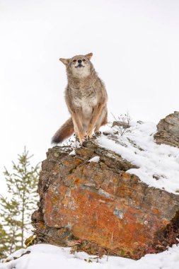 A Coyote searches for a meal in the snowy mountains of Montana. clipart