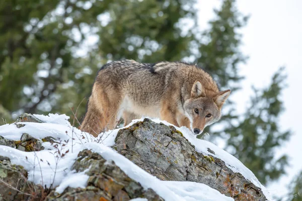 Een Coyote Zoekt Een Maaltijd Besneeuwde Bergen Van Montana — Stockfoto