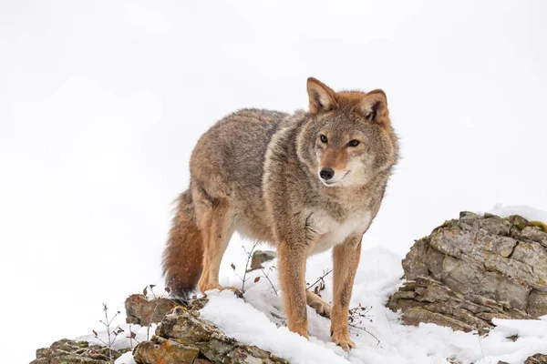 Coyote Busca Una Comida Las Montañas Nevadas Montana —  Fotos de Stock