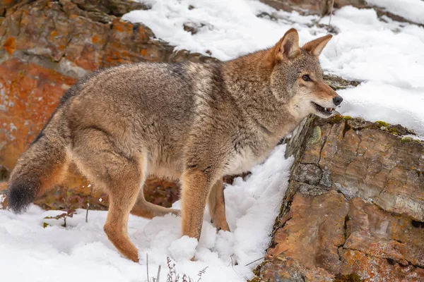 Kojot Szuka Posiłku Zaśnieżonych Górach Montany — Zdjęcie stockowe