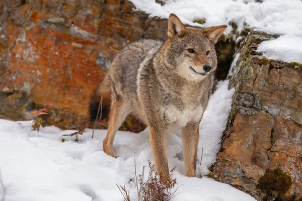 Ein Kojote Sucht Eine Mahlzeit Den Schneebedeckten Bergen Von Montana — Stockfoto