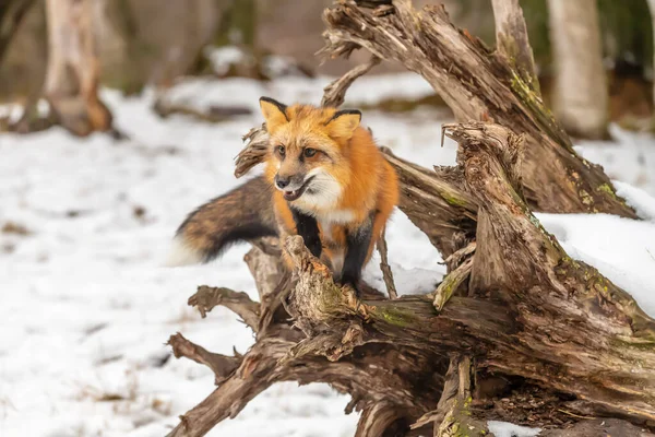 Una Volpe Rossa Caccia Preghiere Ambiente Innevato — Foto Stock