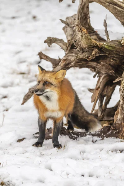 Renard Roux Chasse Pour Prier Dans Environnement Enneigé — Photo