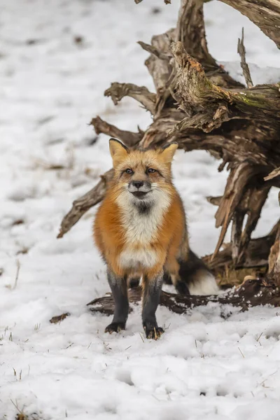 Red Fox Poluje Modlitwę Śnieżnym Środowisku — Zdjęcie stockowe