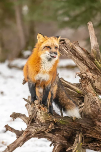Uma Raposa Vermelha Caçando Para Rezar Ambiente Nevado — Fotografia de Stock